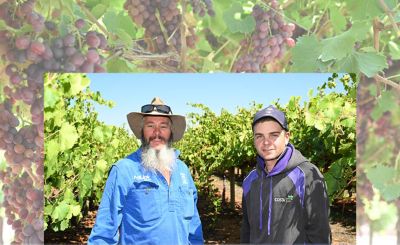 Excellent performance of Powdery / Botrytis chemistry in table grapes