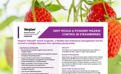 Verpixo Strawberries