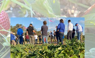 Verpixo Strawberry Trial