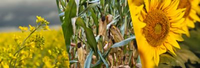 Pioneer seeds Mobile