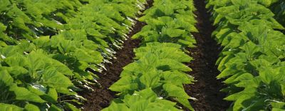 Viballahirlevelwebsitecover