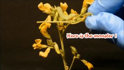 Delegate Helicoverpa english