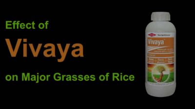 Vivaya Timelapse English