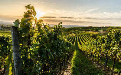 Vignes avec Esseva