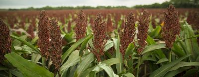 Viperszukseghelyzetiengedelycover001