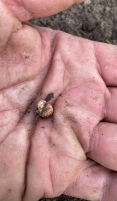 Vom Dünger verätztes Korn