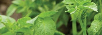 Vydate-Sherpa-desktop