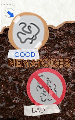 Nematode Card Container