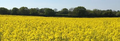 OSR download WOSR guide