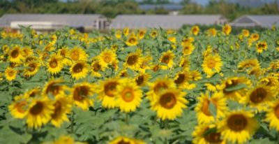 Sunflower Safety Video