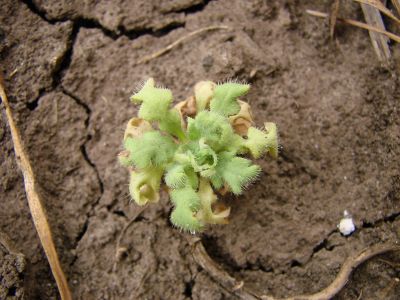 Web_Hero_Carousel-Common-Poppy-Corn