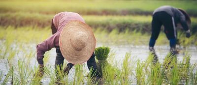 Farmers_transplant_rice_seedlings_in_rice_field