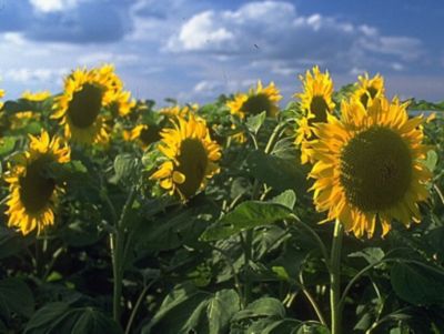 Web_Hero_Carousel-sunflowers