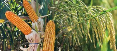 corn and rice 