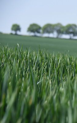 LEAF Corteva - British Countryside