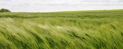 Eledura™ – naujas rudeninis herbicidas