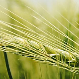 Wheat head close up