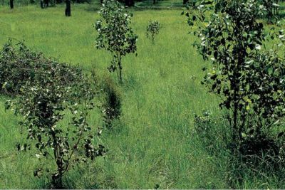 Eucalypt regrowth