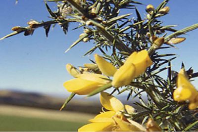 Gorse