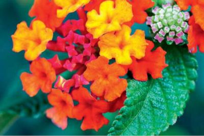 Lantana