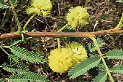 Prickly acacia