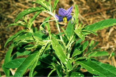 Silver-leaf nightshade