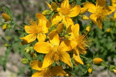 St Johns wort