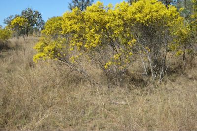 Wattle regrowth