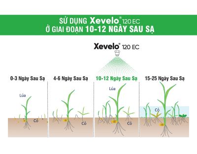 Xevelo