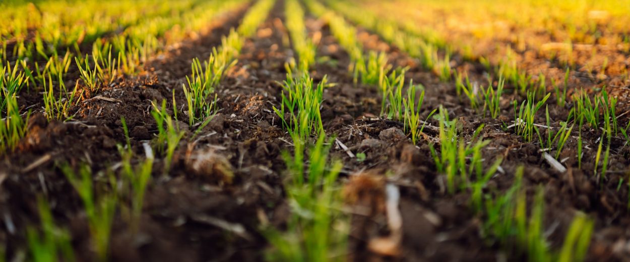 Rows of young spring wheat shoots in a field. Green young wheat growing in the fields at sunset. The concept of agriculture, ecology, gardening