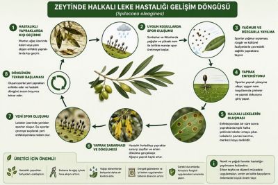 zeytinde-halkali-leke-hastaligi-spilocaea-oleaginea