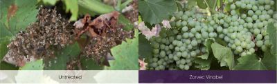 grape plant images treated and untreated side by side