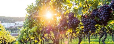 ZorvecZealvinBriadesktopcover