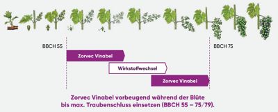 Zorvec_Vinabel_Anwendungsempfehlung