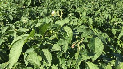 Aardappels_na_de_bloei