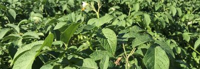 Aardappels_einde_bloei_web