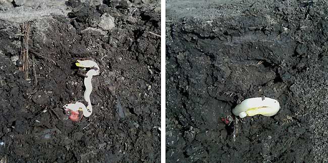 Side-by-side photos showing abnormal mesocotyl and coleoptile corn development due to cold stress in an early-planted Illinois field.