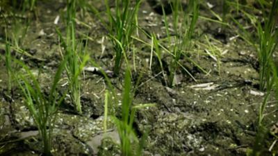 rice field macro shot