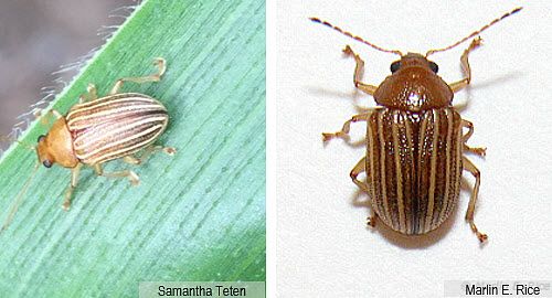 Photos showing grape colaspis adult insects.