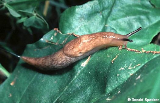 Photo showing adult gray garden slug.