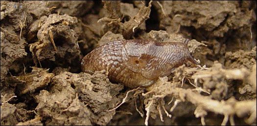 Photo showing adult slug feeding on a corn root.