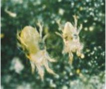 Two-spotted spider mite adult and nymph.