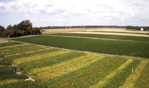 Aerial view of soybean planting date and maturity trial at the University of Maryland.