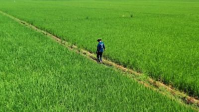 farmer in the middle of the rice field