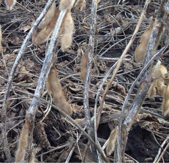 Anthracnose-infected soybean stems in the conventional system prior to harvest.