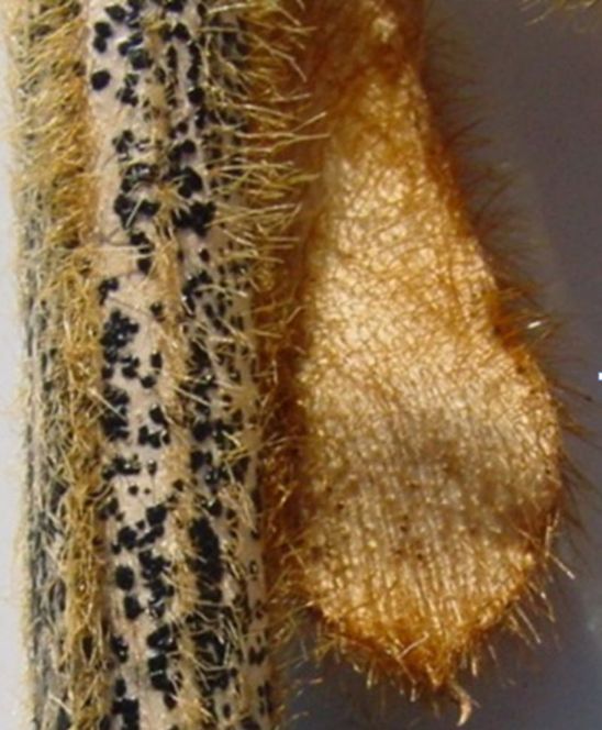Anthracnose-infected soybean stem.