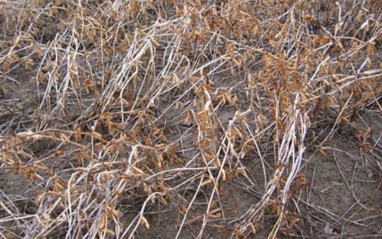 Soybean lodging due to anthracnose infection.