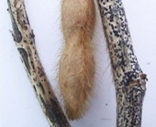Anthracnose-infected soybean stems.