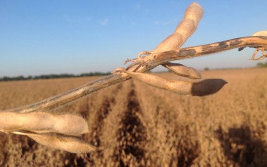 Soybean plant showing moderate symptoms of anthracnose on the stem.