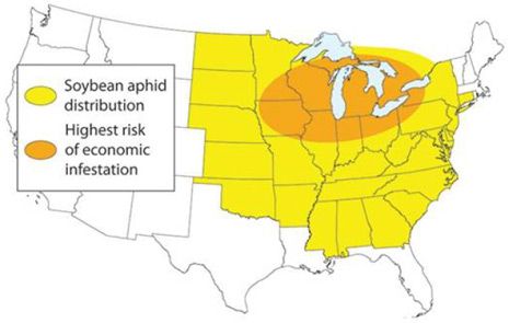 Soybean aphid highest risk of economic infestation.